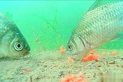 低年级学生, 掺着湖边的 低年级学生, 掺着湖边的