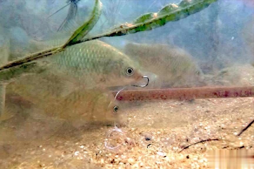 什么在这里, tenan, 谨慎的大板 什么在这里, tenan, 谨慎的大板